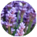 Lavender img