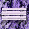 5 Pack [BEST SELLER - SAVE 15%]